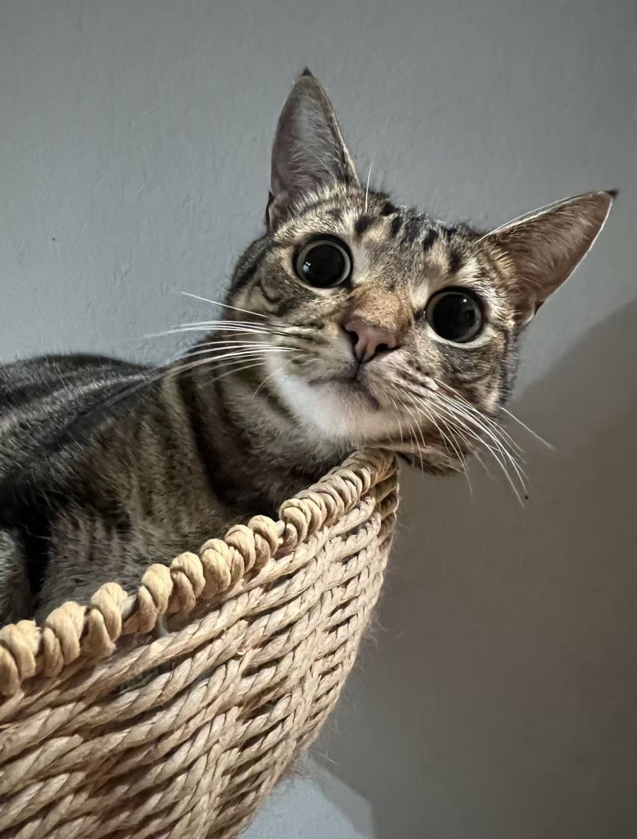 Chin on the rim
