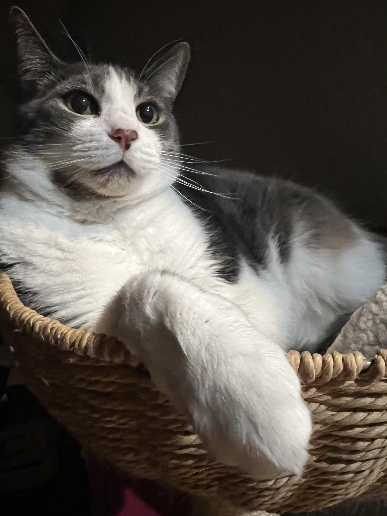 Basket lounging